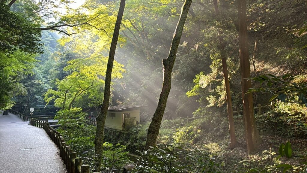 幻想的な光芒
